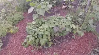 summer greens
