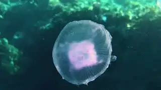 Риф отеля Siva Sharm