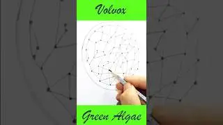 How to Draw Volvox Diagram Step by Step || Green Algae Diagram Drawing