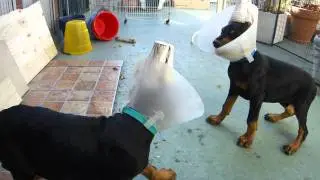 Dobermann Macho - Cachorro -  Temperamento