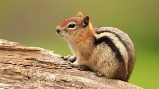 5 incredible chipmunk facts! | wildlife film | Chipmunks are the smallest member of the ...