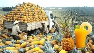 How Pineapple Juice Is Made 🍍 | From Tropical Fruit to Refreshing Drink