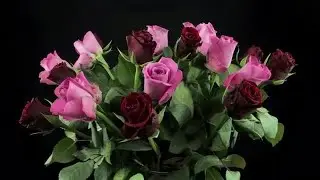 Red And Pink Roses Rotating Stock Video