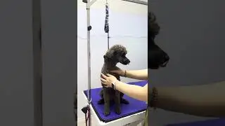 Dog Grooming Loop Safety: Essential Tips for Every Groomer