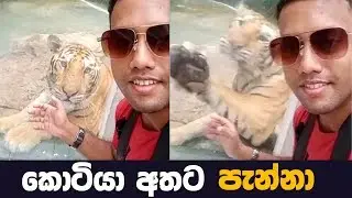Tiger Attack: The Full Video & Behind the Attack! | MY TV SRI LANKA