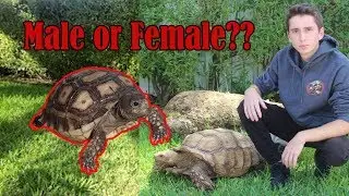 How to Sex your Sulcata Tortoise