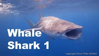 Diving Philippines Leyte #01 -  Pintuyan Home of Whale Sharks Part 1 - Hans-Peter Endler