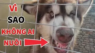 Khu Tự Trị Chó P5 : Vua Chó VN Cũng Chào Thua #vuacho  #huanluyencho