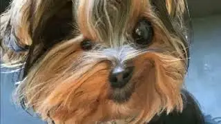 Peppah