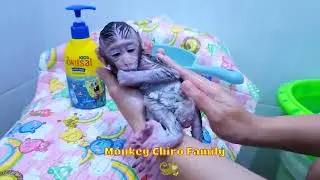 Newborn Baby Monkey Girl No Name Bathing Morning