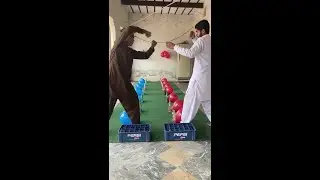 Amazing toff Balloon Popping Challenge LIVE 🎈  #live  #challenge    #fun   #saqlaingame66
