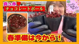 【今が大事】真っ赤なセダム🍫チョコレートボールと春準備は今から🌱