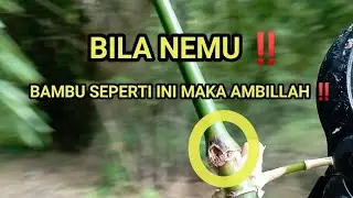 BILA NEMU ‼️ BAMBU SPERTI INI MAKA AMBILLAH ‼️ BUNTET INI YANG DI CARI