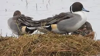 Male Northern pintail