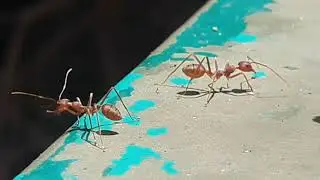 Ants