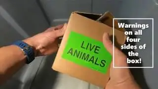 Live animal delivery reveal!
