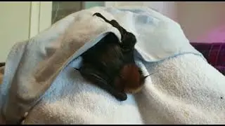 Ivy the Grey-Headed Flying Fox
