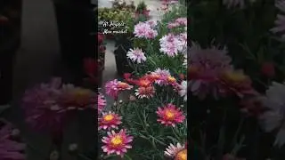 Mao Market (flowers)