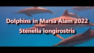 Dolphins in Marsa Alam   Mai 2022   Stenella longirostris - Gopro Hero 10 @5,3k 60fps