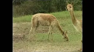 Vicugna vicugna &ndash; Вікунья &ndash; Vicuna (Vicu&ntilde;a)
