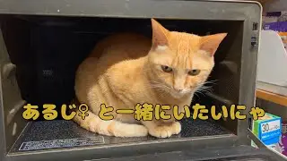 【保護猫】🐈あるじ♂よりあるじ♀が好きだにゃ🐈の巻【にゃんこ日和】【rescued cat】
