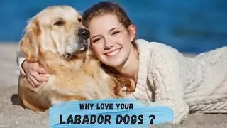 Labrador dog : A Perfect Exercise and Diet make them Happy and Healthy.
