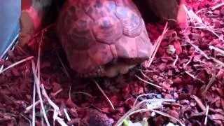 Slowy, The Golden Greek Tortoise