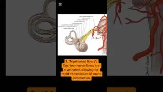 The cochlear nerve #shorts