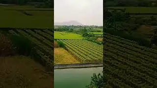 The Grapes city 😎 Our farm 🍇