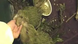 Visiting Kakapo Chicks