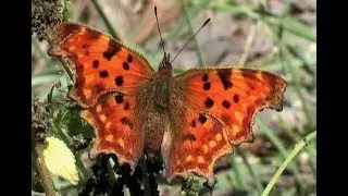The Comma (Polygonia c-album L., 1858)