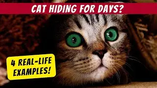 How Long Will a Scared Cat Hide? (4 Real-Life Examples!)