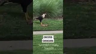 #crestedcaracara #hawk #wildlife #caracara #wildbirds #birds #birdhunt #hunting #vulture
