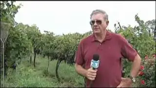 Wine and Weather