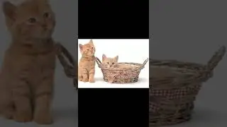 silent cat behaviour,#shorts