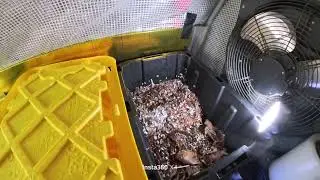 Checking in on my wood chip & coffee worm bin and feeding #5 