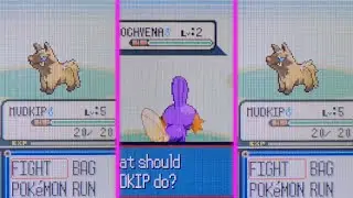 LIVE - Shiny Mudkip + 2 Uncatchable Poochyena in Sapphire!