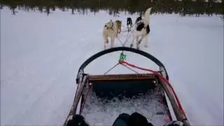 Husky pooped while running