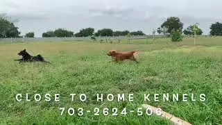 Dog Boarding Services in Hyderabad