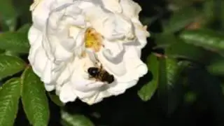 Zoemende bij