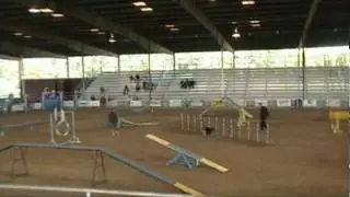 Blake Runs Zip AKC FlashPaws Standard 10-24-09