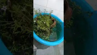 #guppy fish pond setup# #guppyfishpond #yt #aquarium #fish #guppy #trending #viral #outdoor
