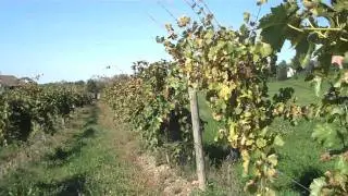 Atwater Estate Vineyard, NY - Riesling Block North Farm