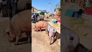 Discover the adventures of pigs in new landscapes@ 21
