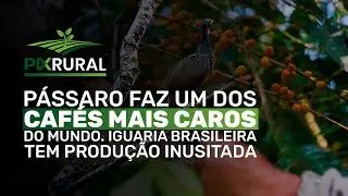 CAFÉ mais CARO do MUNDO tem produção inusitada