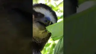 🦥Three Fingered Sloth Having Lunch!