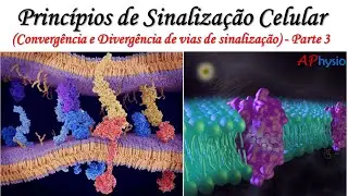 Princípios de Sinalização Celular - Convergência e Divergência de vias de sinalização - Parte 3