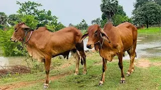 Peaceful Countryside Animals in Rainy Season.  #CowDogBuffalo #Flood2025