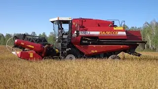 Палессе GS812 первый день//обмолот гороха напрямую