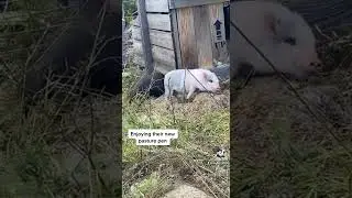 Mini Pig Pen